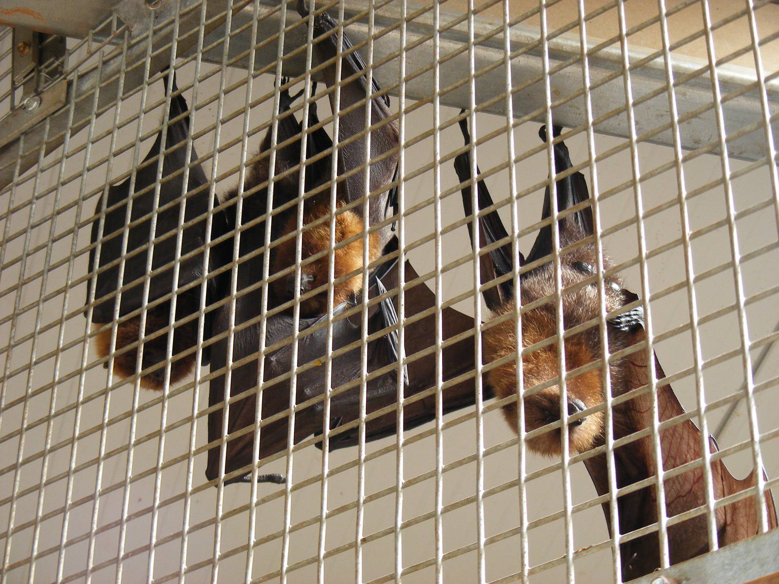 Rodriguez fruit bats at South Lakes Wild Animal Park, 23 May 2010
