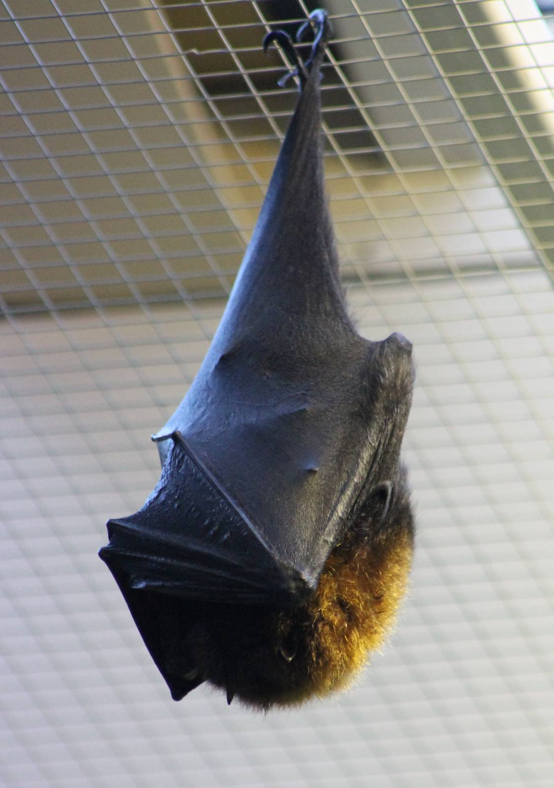 Rodriques flying fox