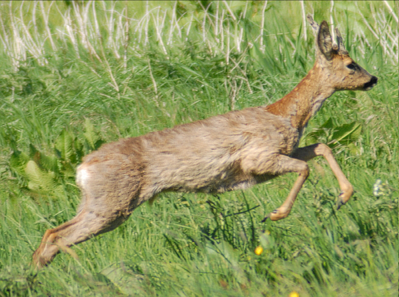 Roe Deer - 2025