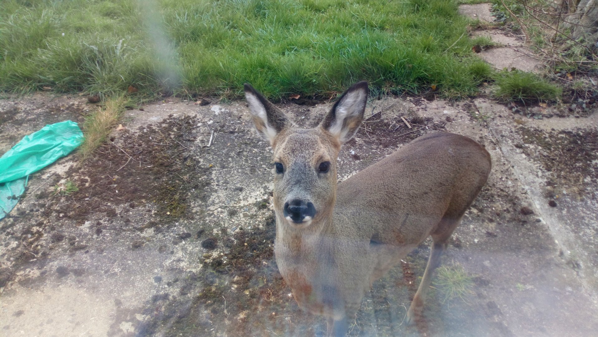 Roe Deer almost touching my living room window