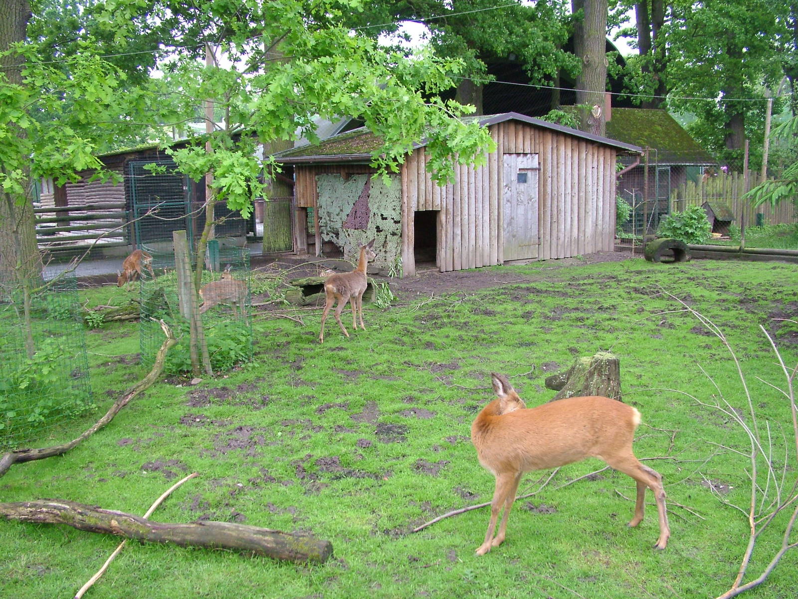 Roe Deer and Hare exhibit at Ohrada, 26/05/10