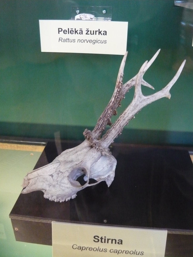 Roe deer and rat skulls