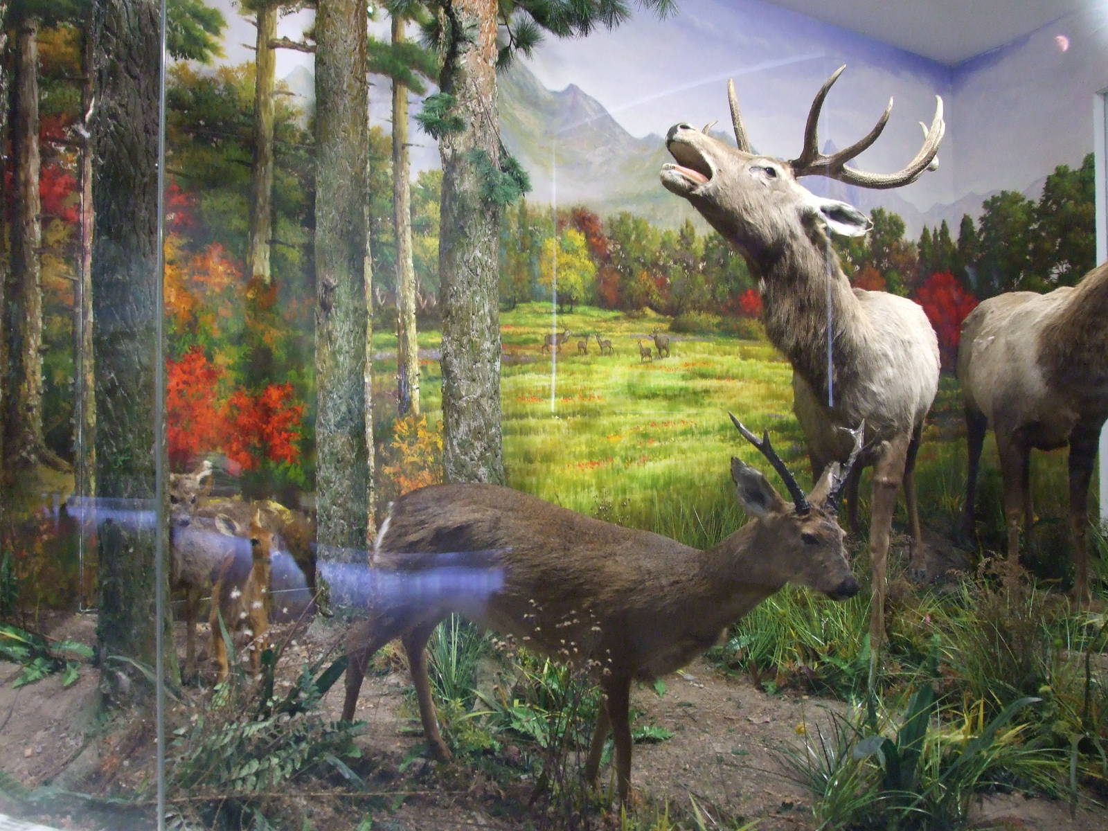 roe deer and red deer