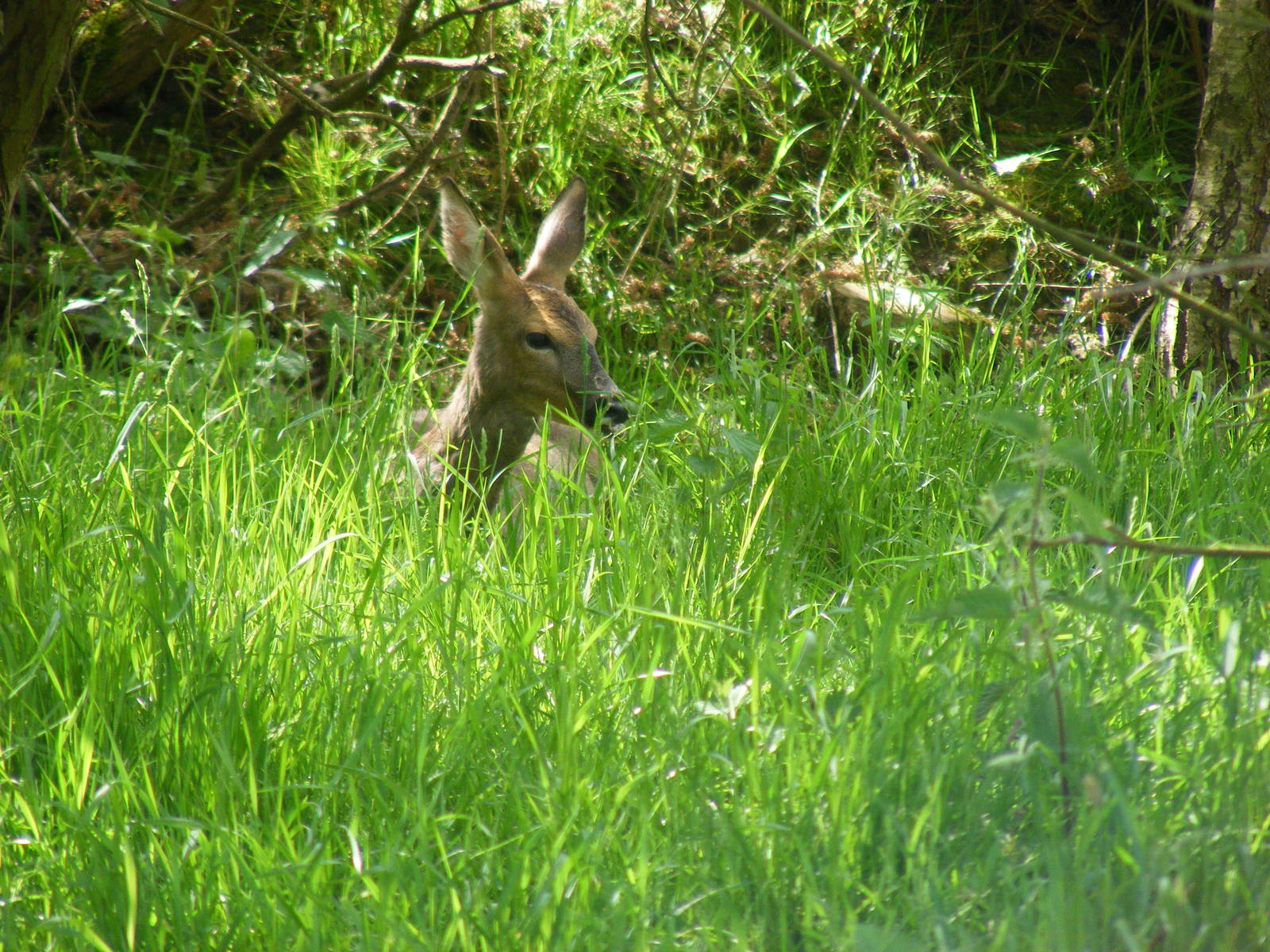 Roe deer at British Wildlife Centre, 30 May 2010