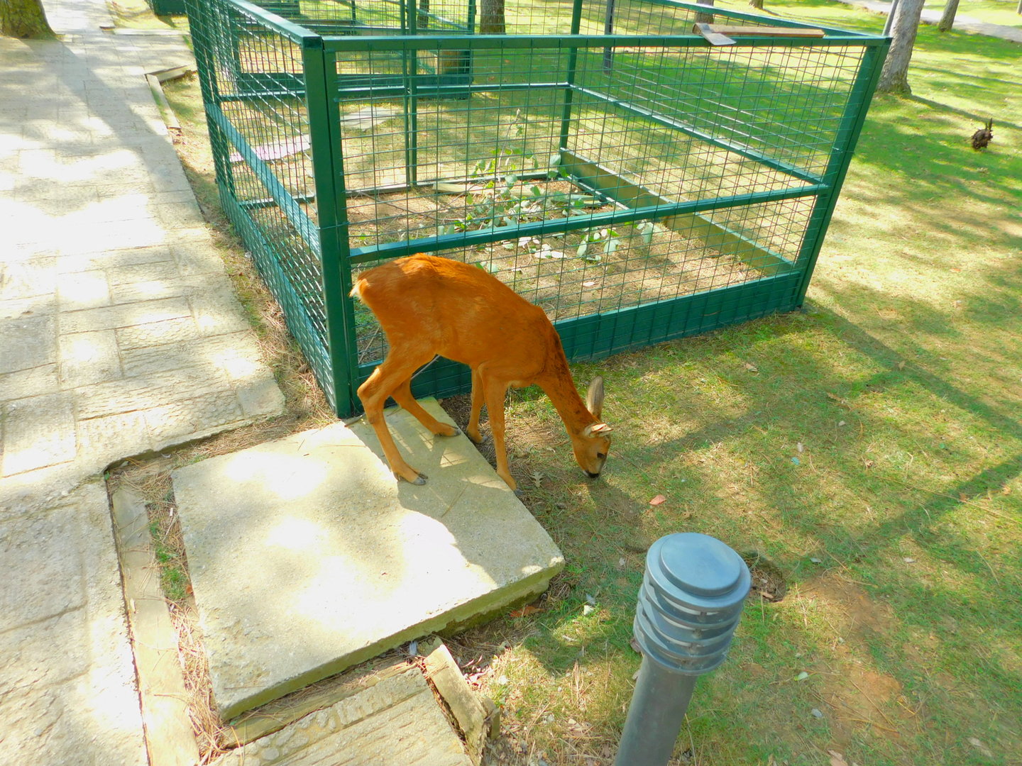 Roe Deer at Park Of Istanbul