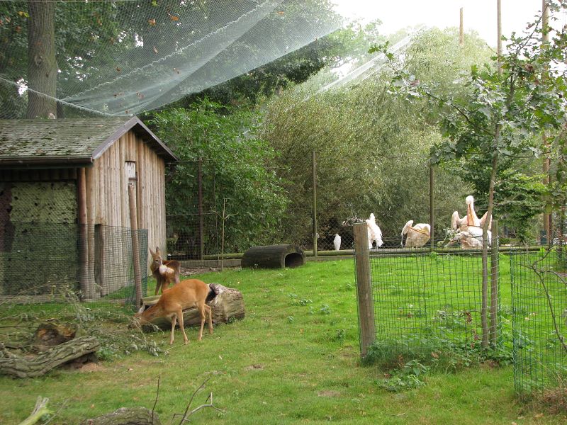 Roe deer (Capreolus capreolus) aviary