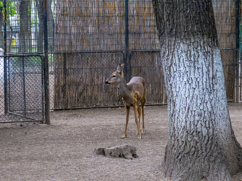 Roe deer / Capreolus capreolus
