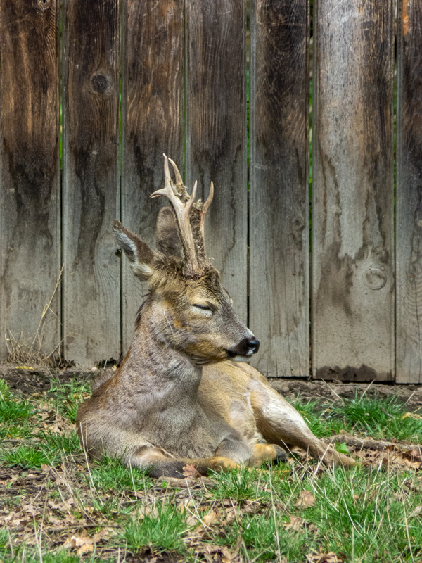 Roe deer (Capreolus capreolus)