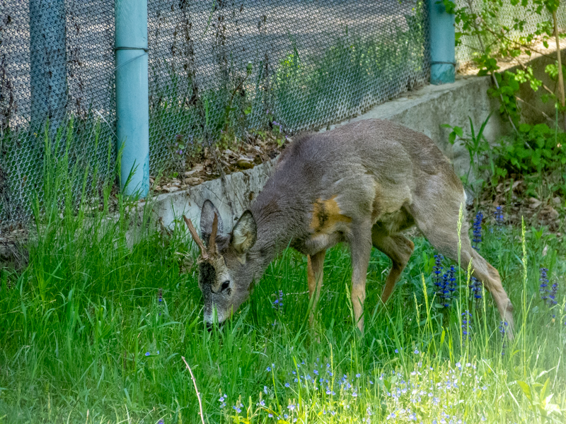 Roe deer (Capreolus capreolus)