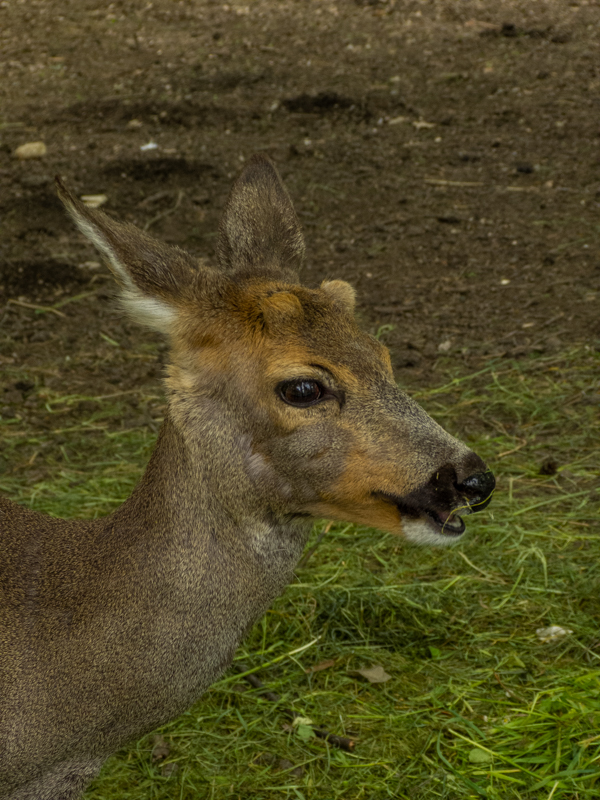 Roe deer (Capreolus capreolus)