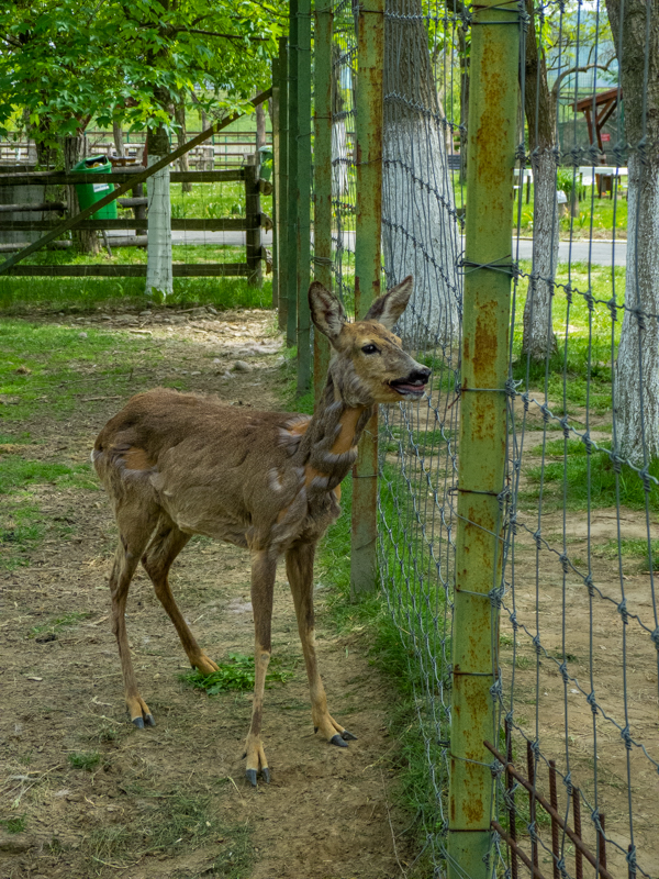 roe deer (Capreolus capreolus)