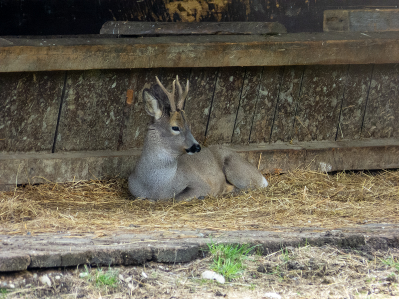roe deer (Capreolus capreolus)