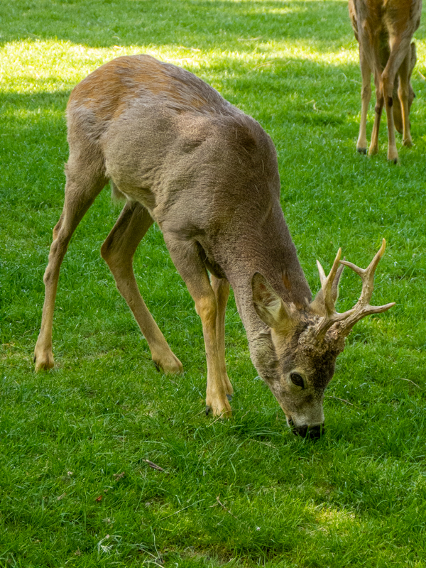 Roe deer (Capreolus capreolus)