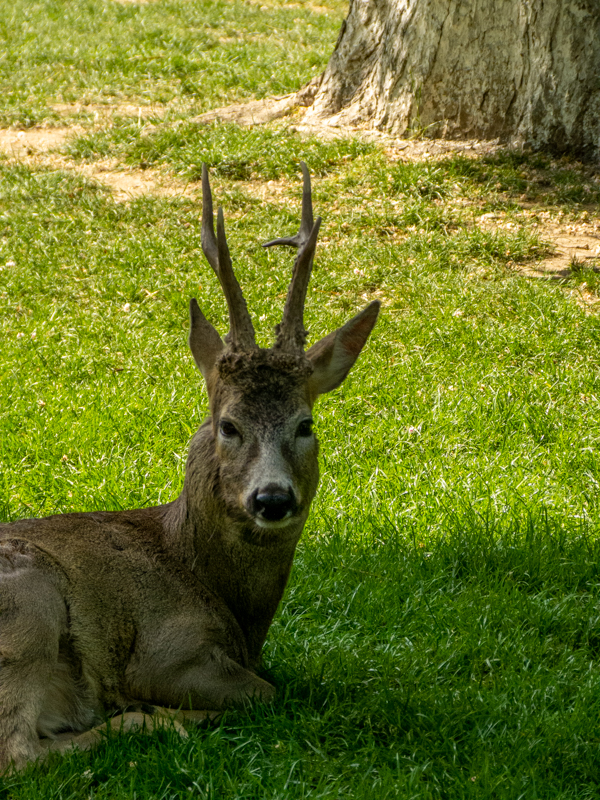 Roe deer (Capreolus capreolus)