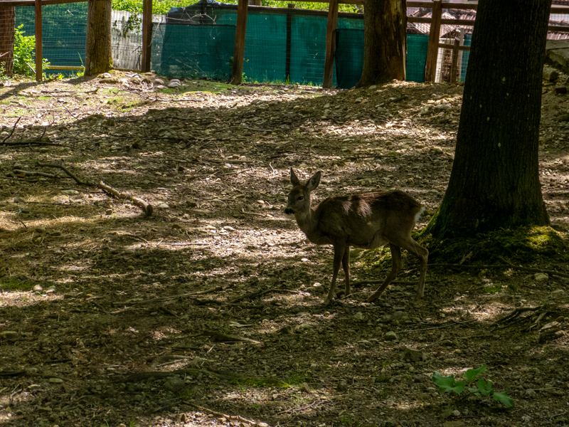 Roe deer (Capreolus capreolus)