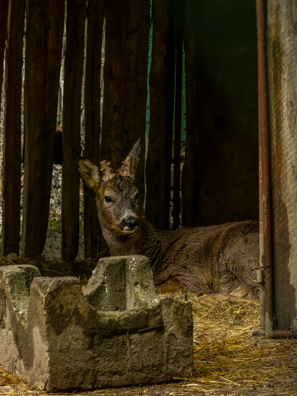 Roe deer (Capreolus capreolus)