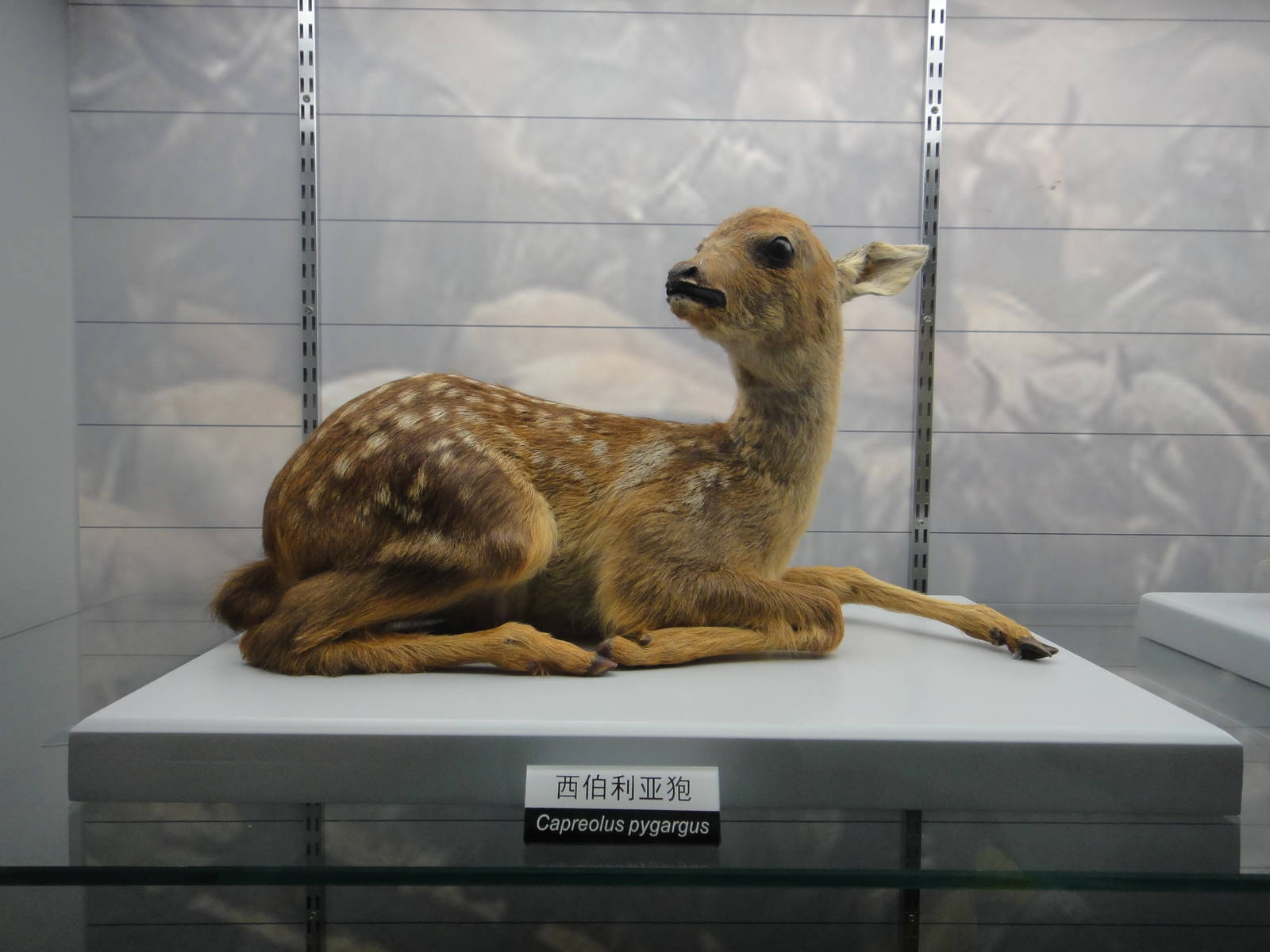Roe deer (Capreolus pygargus) fawn