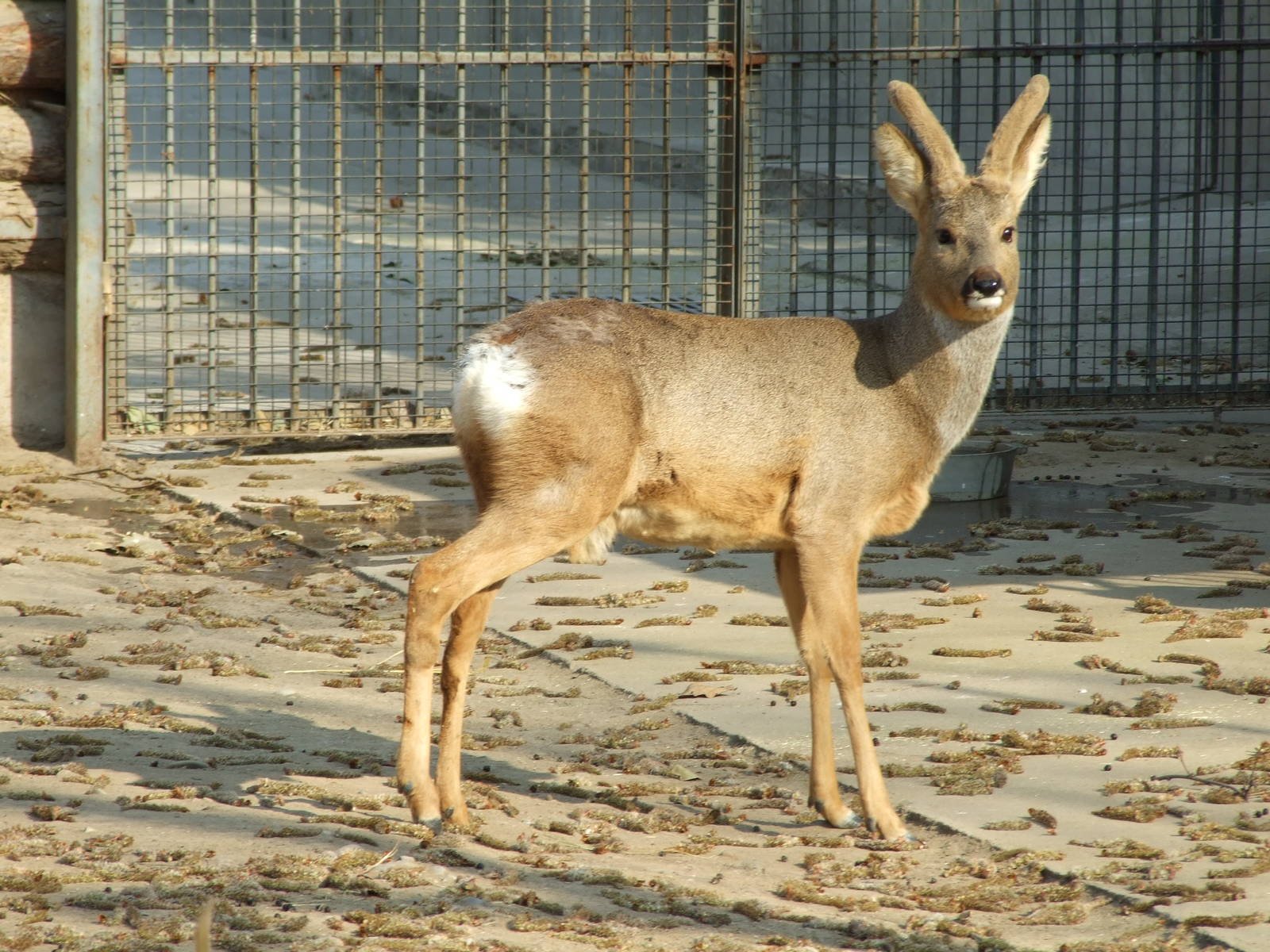 Roe deer (Capreolus)