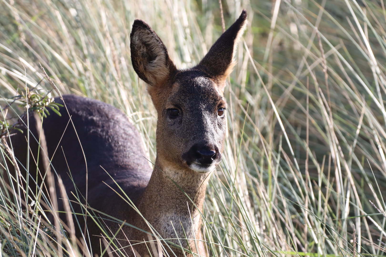 Roe Deer, Doe