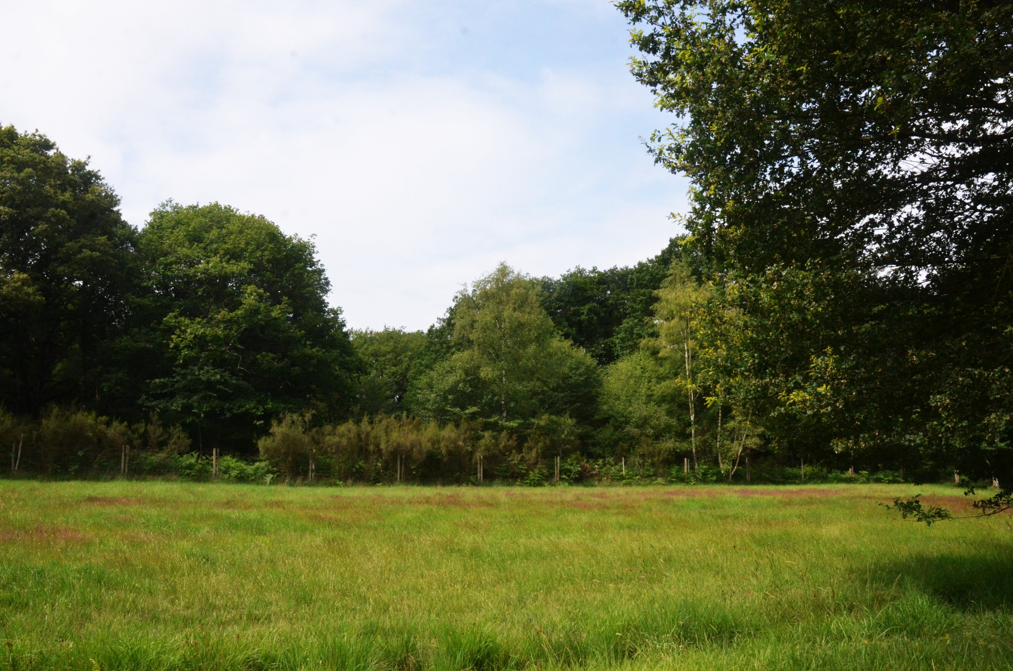Roe Deer Drive-through at Haute-Touche, 14/06/18