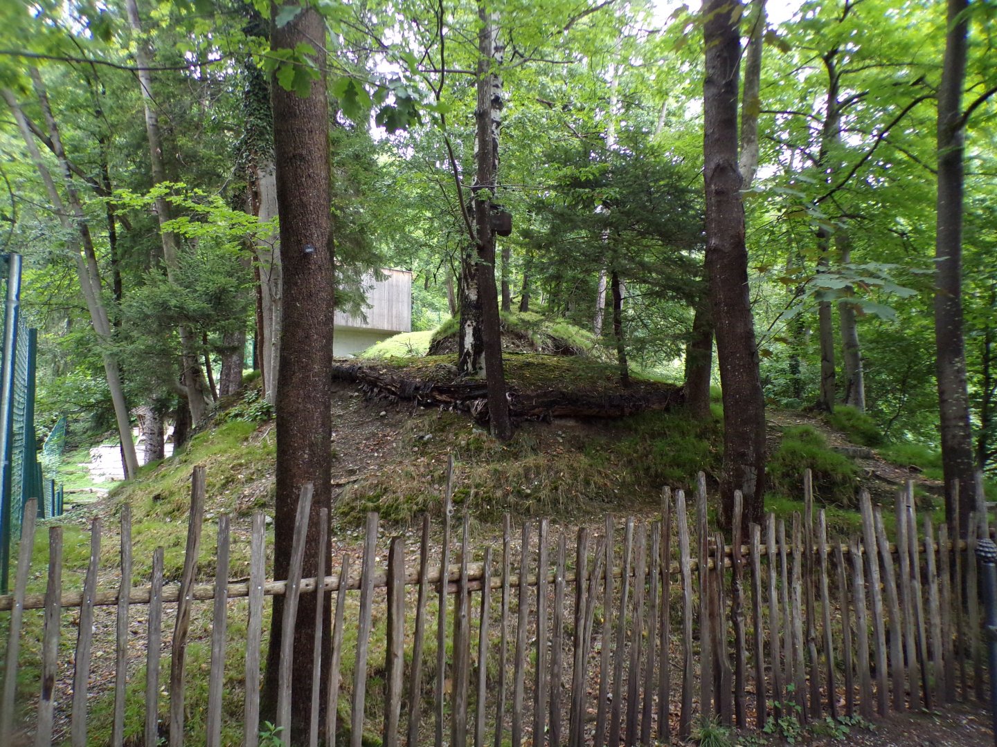 Roe deer enclosure 9.7.25