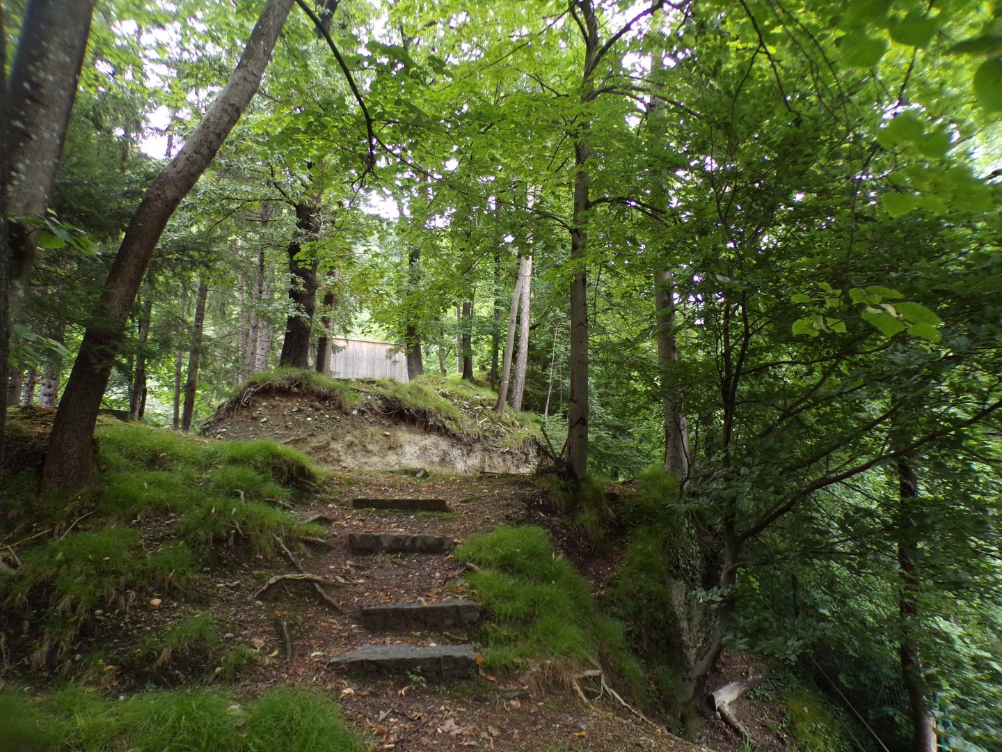 Roe deer enclosure 9.7.25