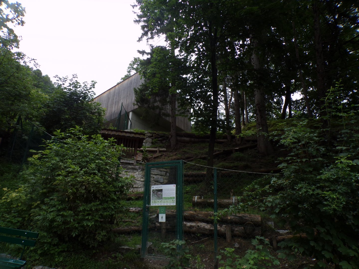 Roe deer enclosure 9.7.25