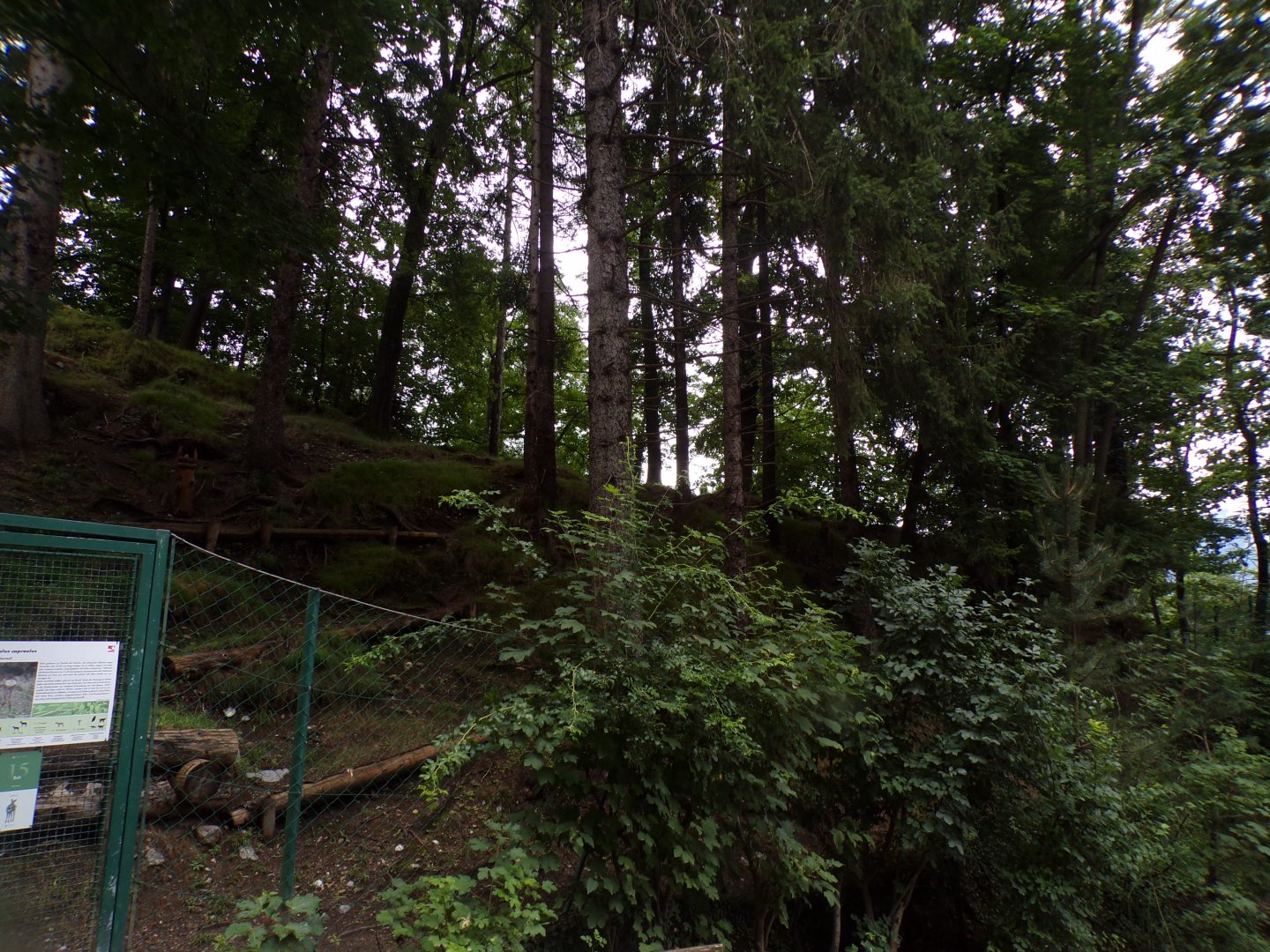 Roe deer enclosure 9.7.25