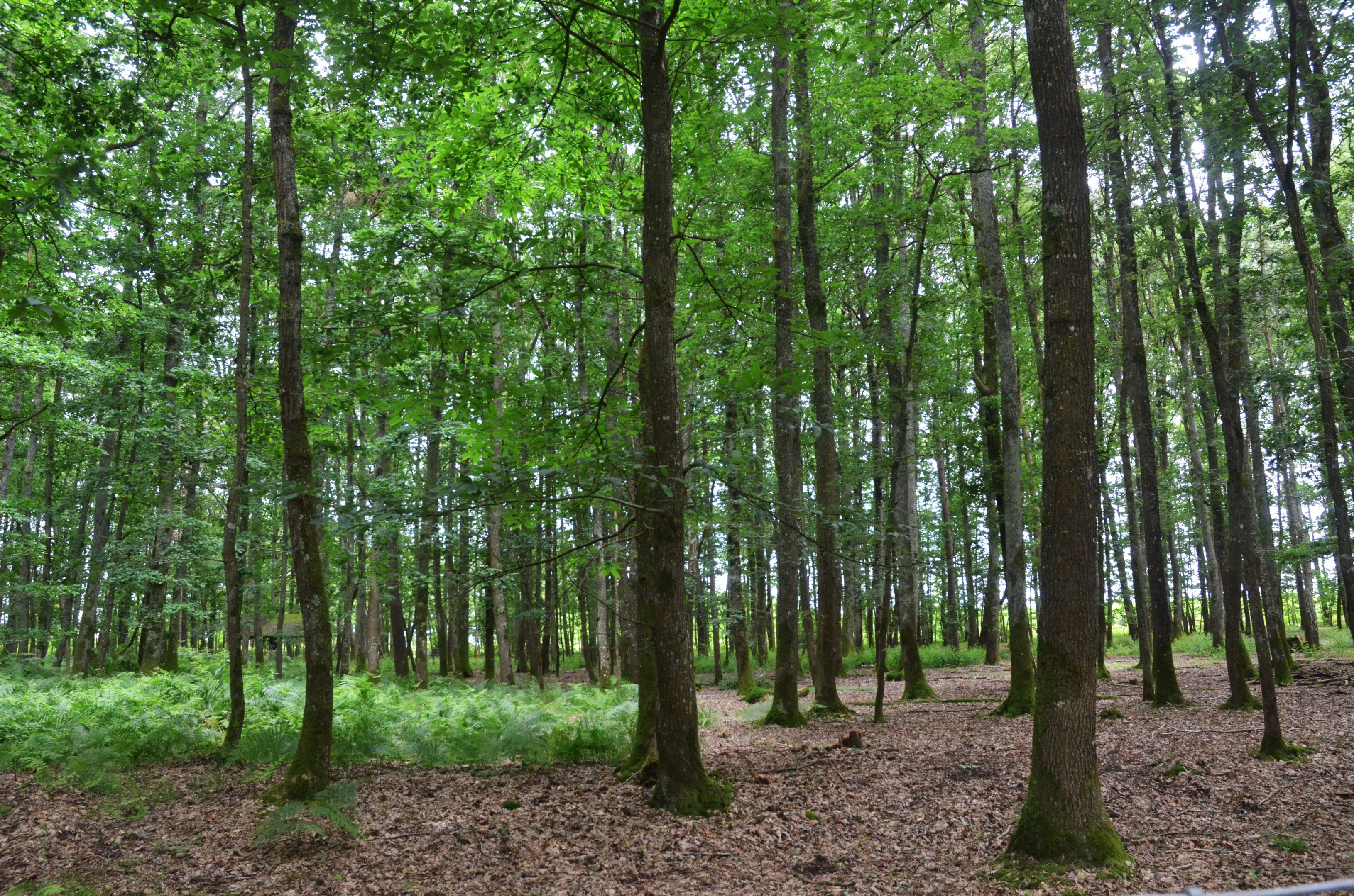 Roe Deer Enclosure at Pescheray, 13/06/18