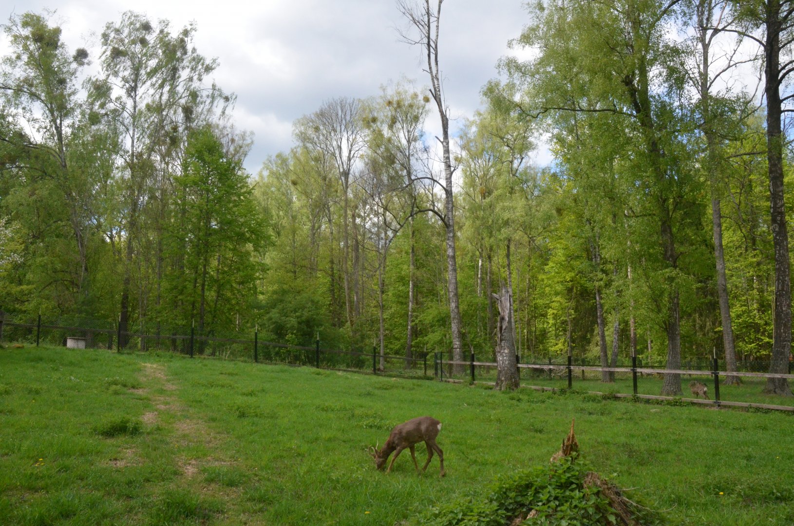 Roe Deer Enclosure at Rezerwat Pokazowy Żubrów, Białowieża 07/05/19