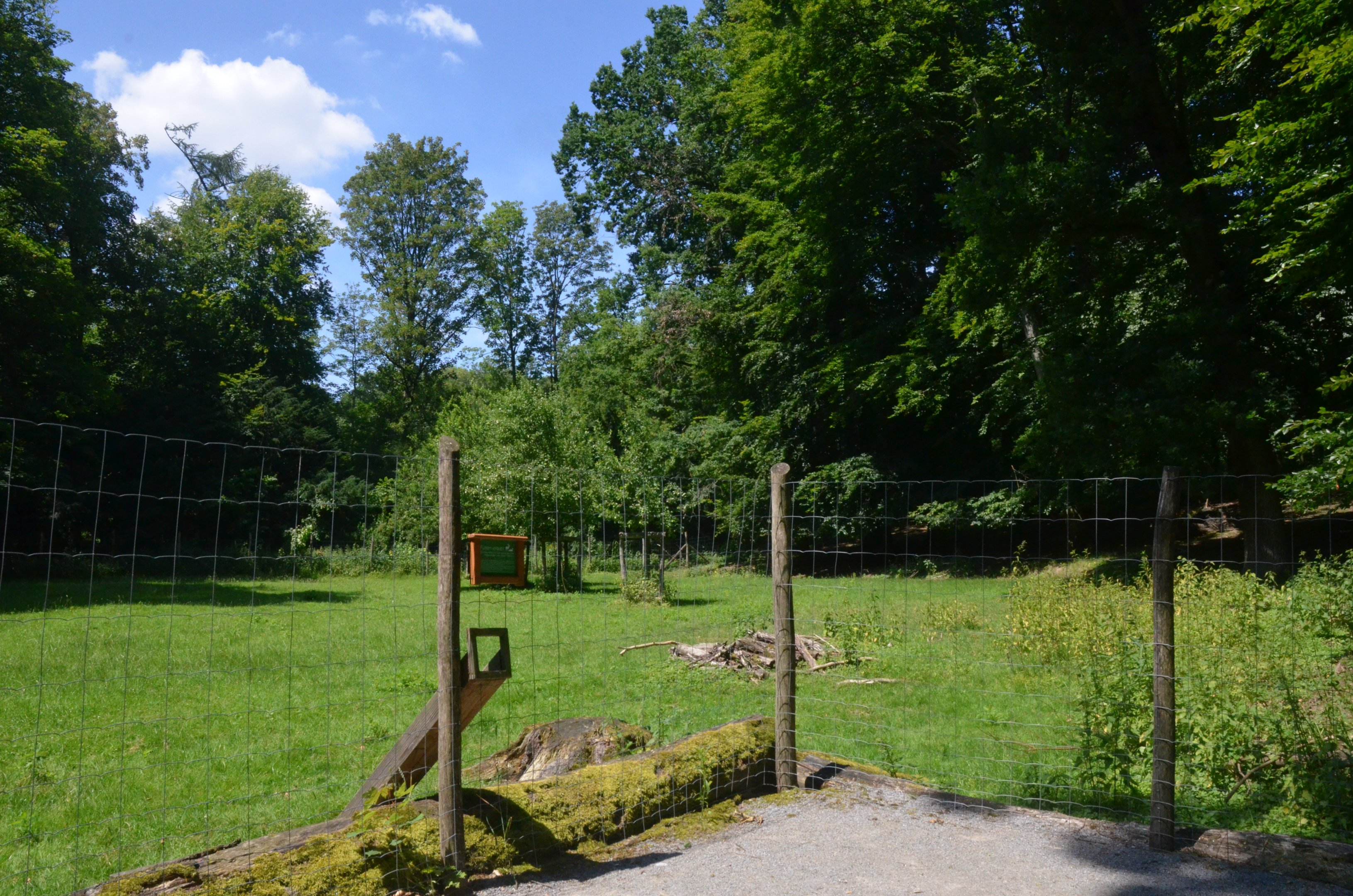 Roe Deer Enclosure at Wildpark Grafenberger Wald, 23/06/2019