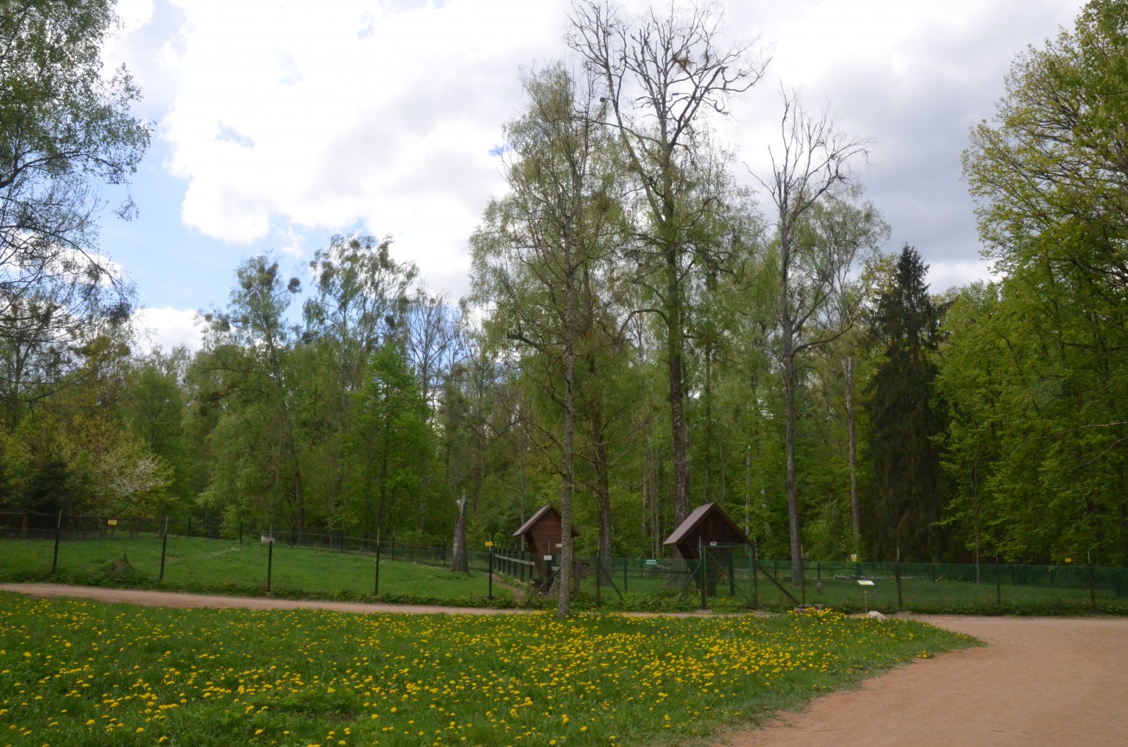 Roe Deer Enclosures at Rezerwat Pokazowy Żubrów, Białowieża 07/05/19