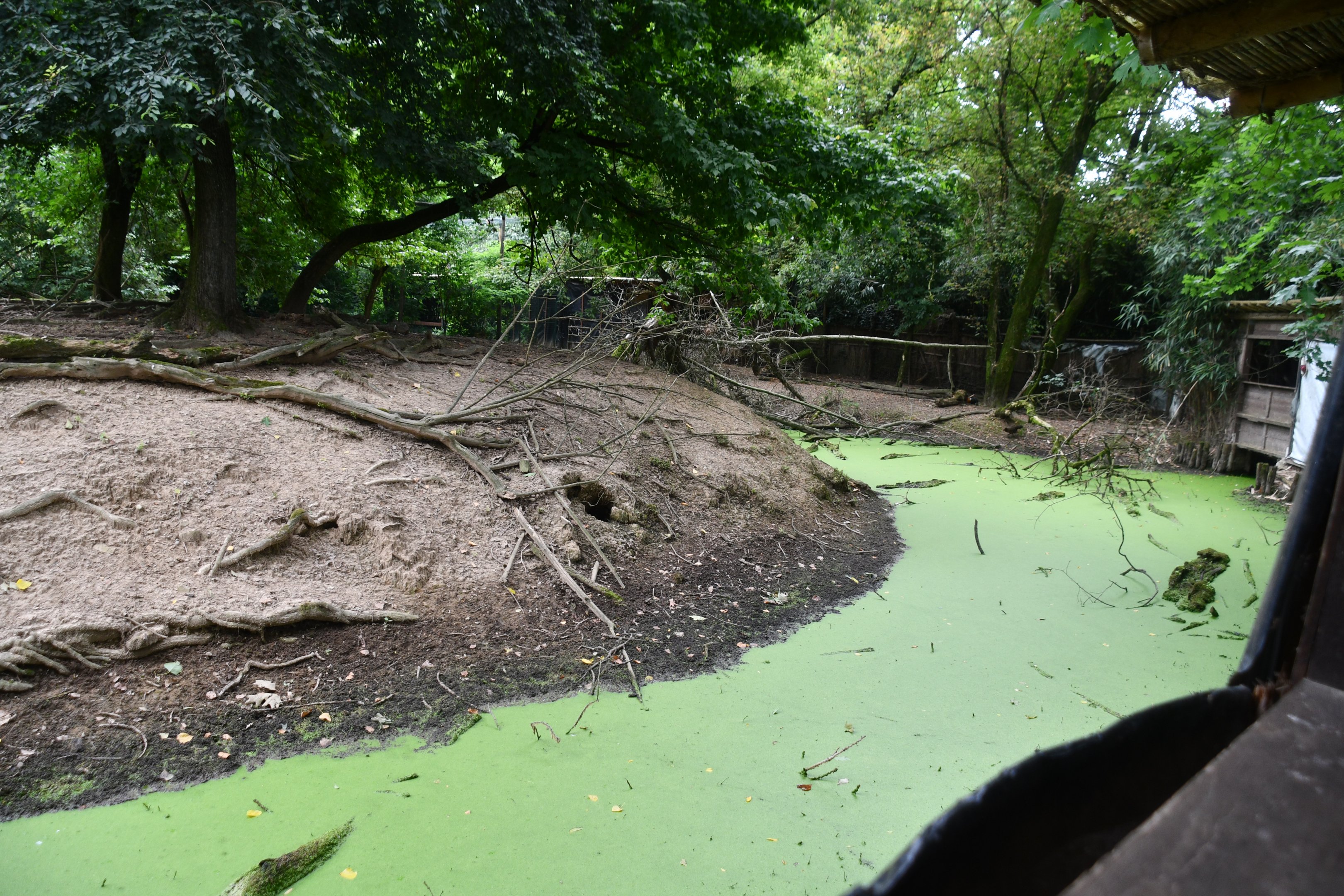 Roe Deer exhibit (view from the Kingfisher exhibit's tunnel)