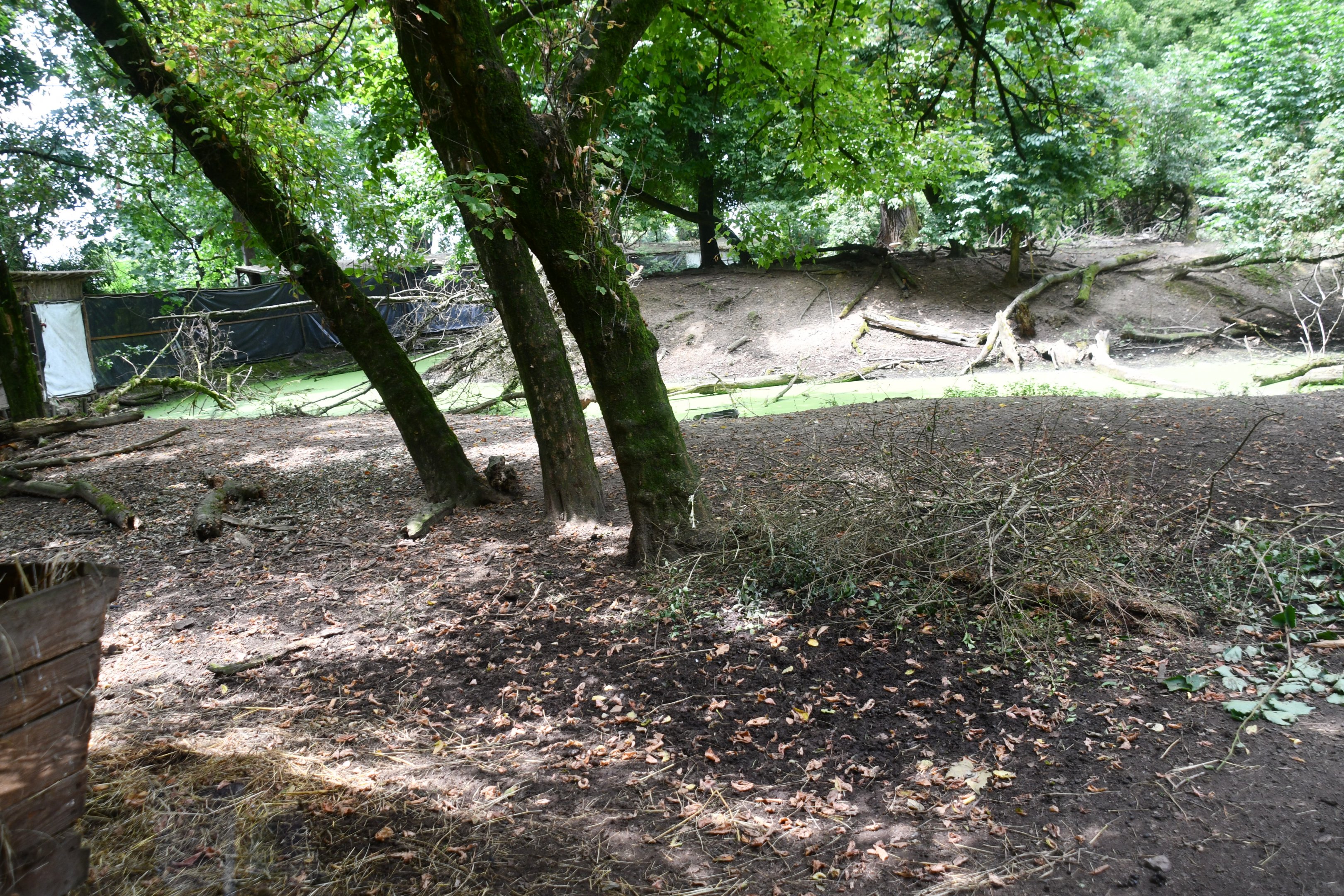 Roe Deer exhibit