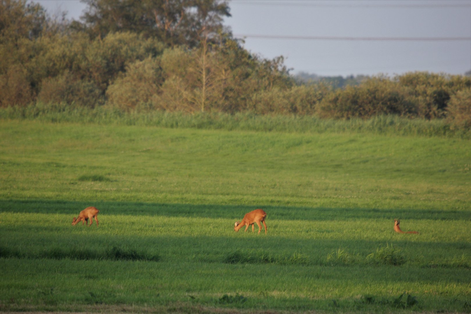 Roe deer family