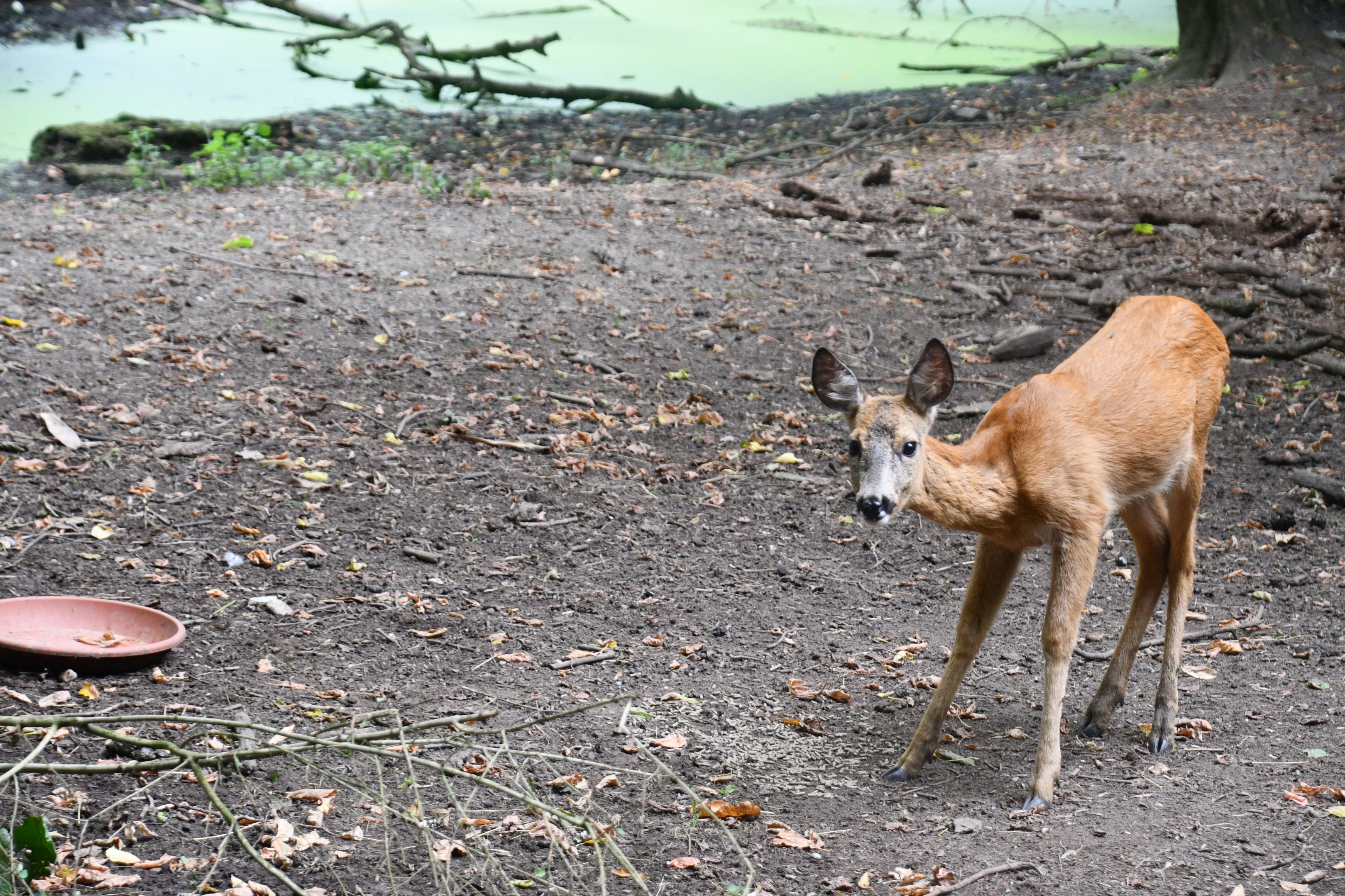 Roe Deer fawn