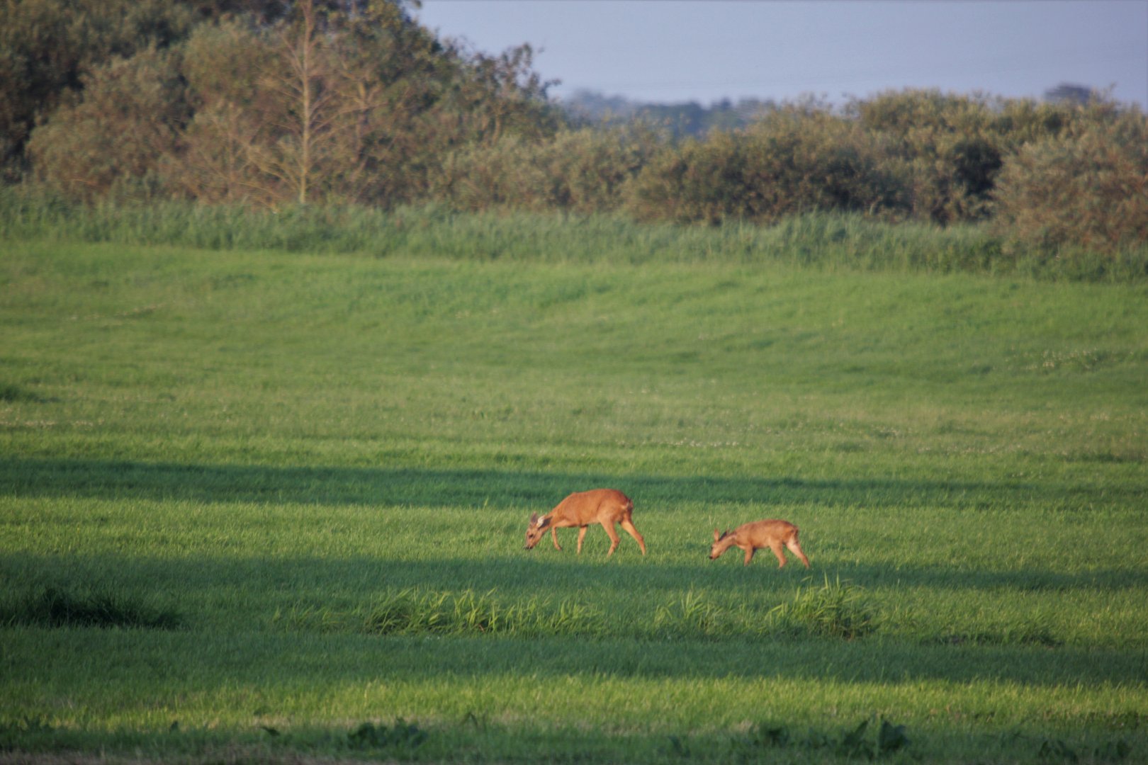 Roe deer female with calf
