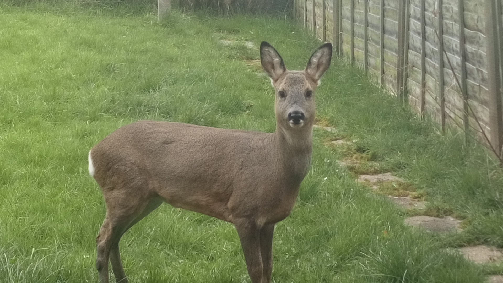 Roe Deer in my garden