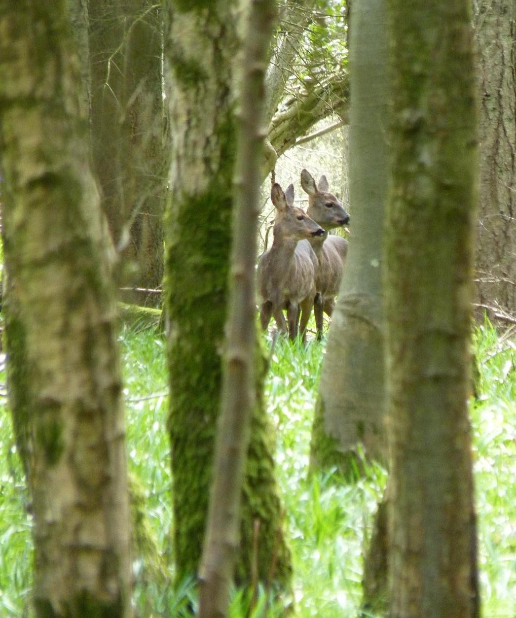 Roe Deer in my Nextdoor Wood