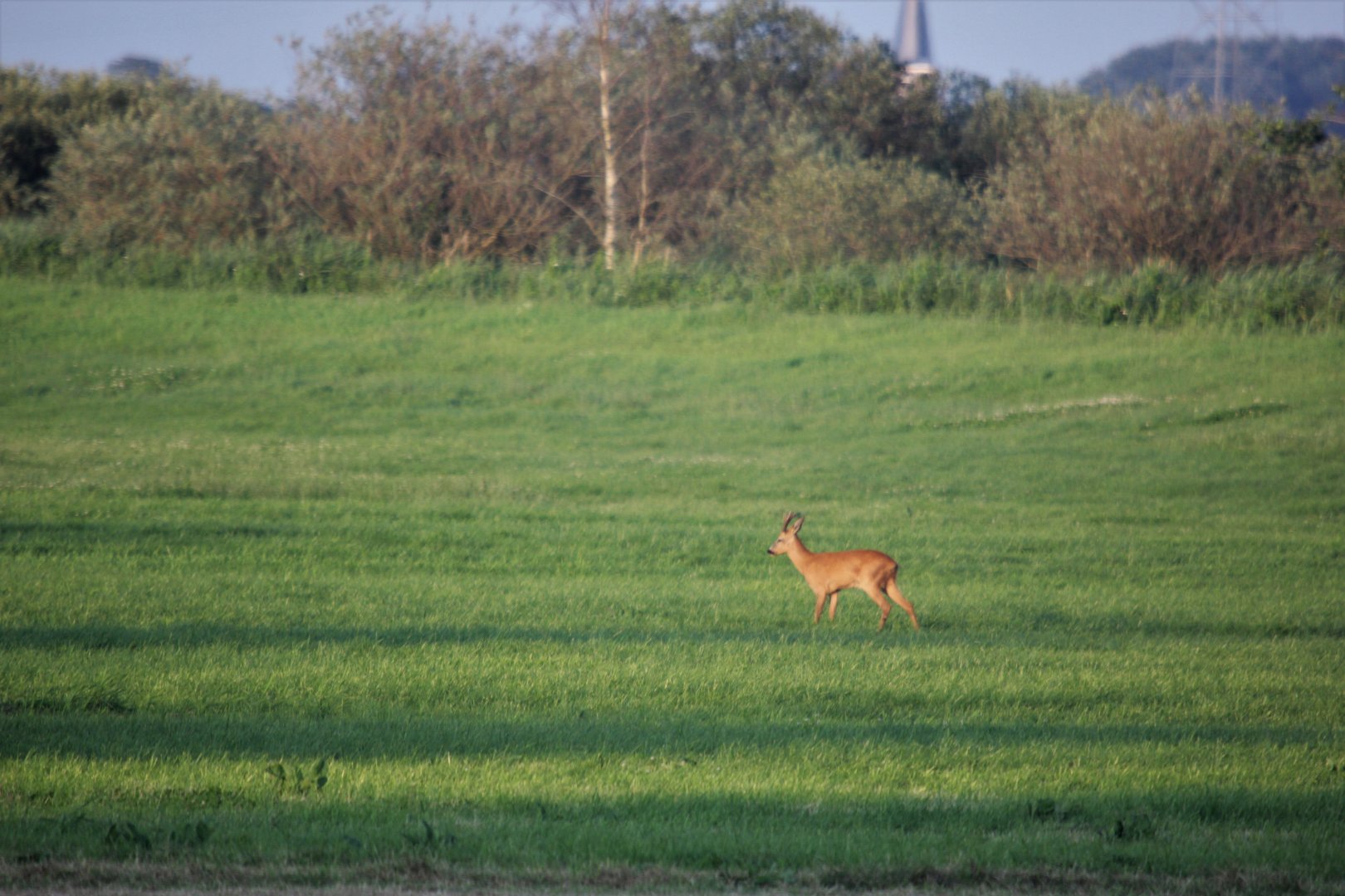 Roe deer male