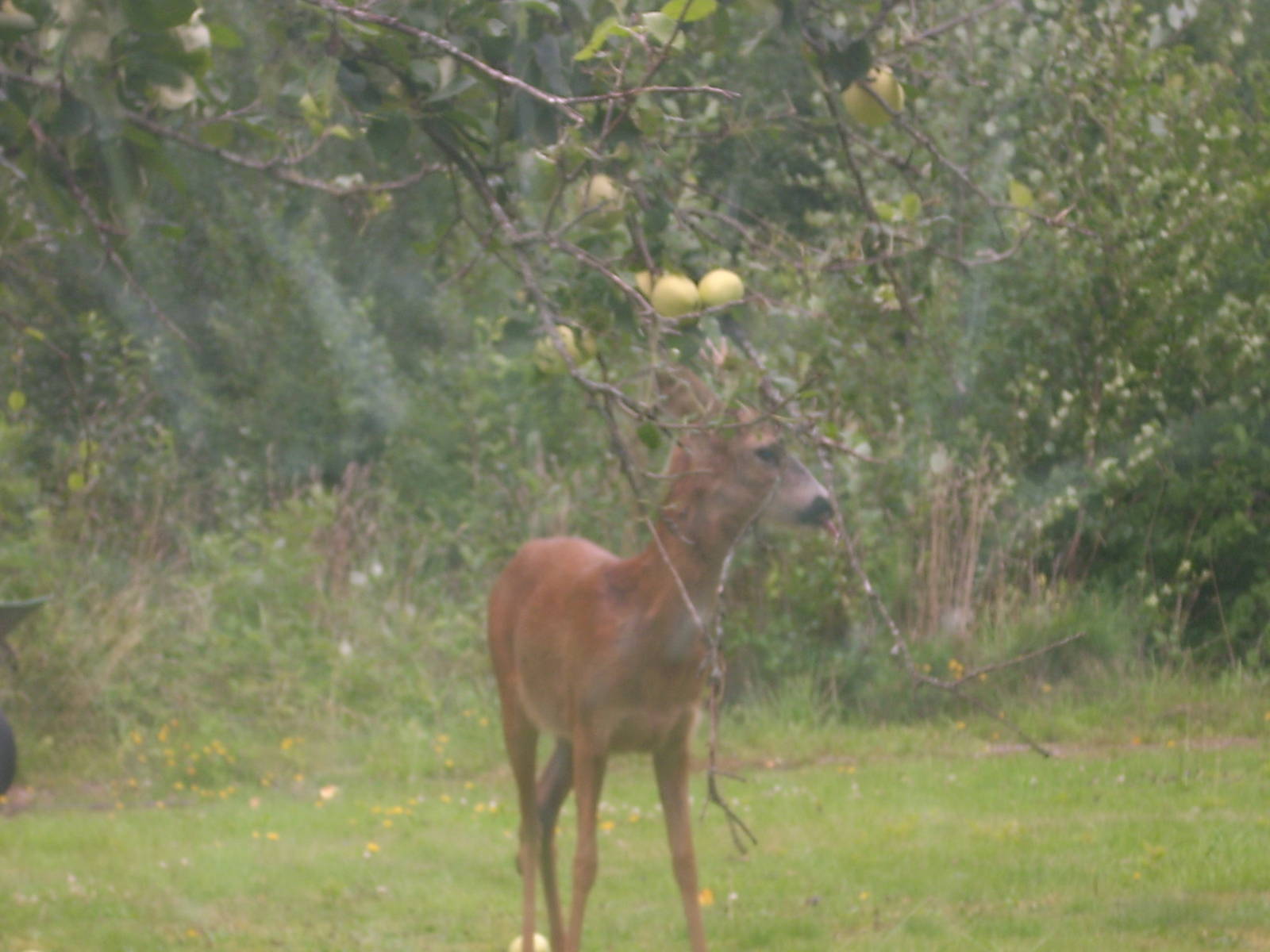 roe deer