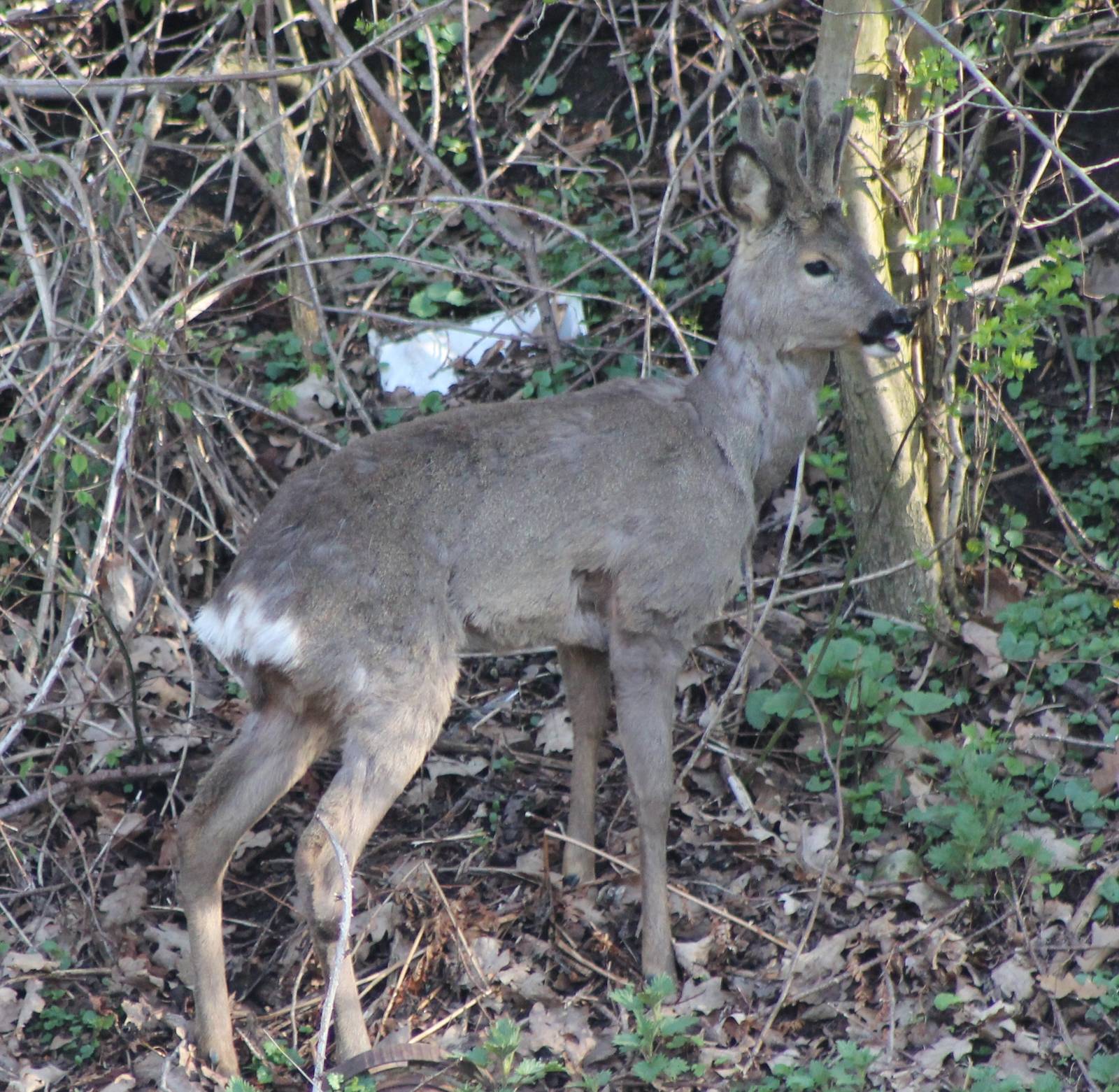 roe deer