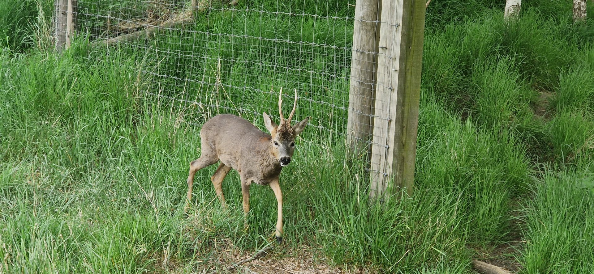 Roe Deer