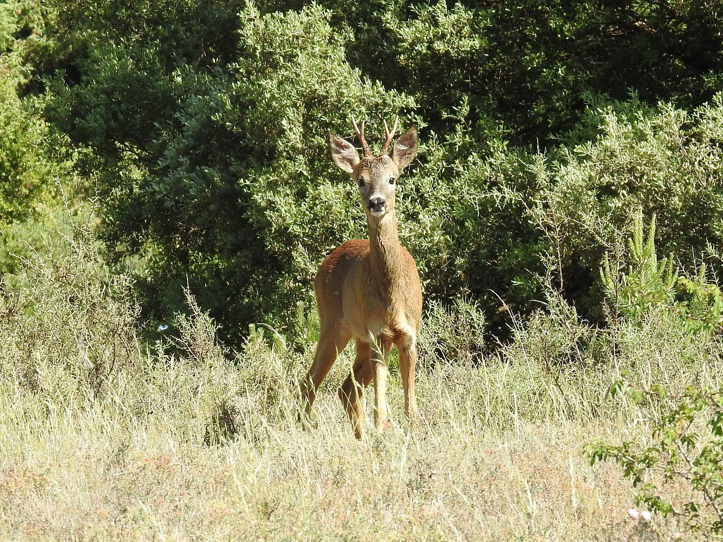 Roe Deer