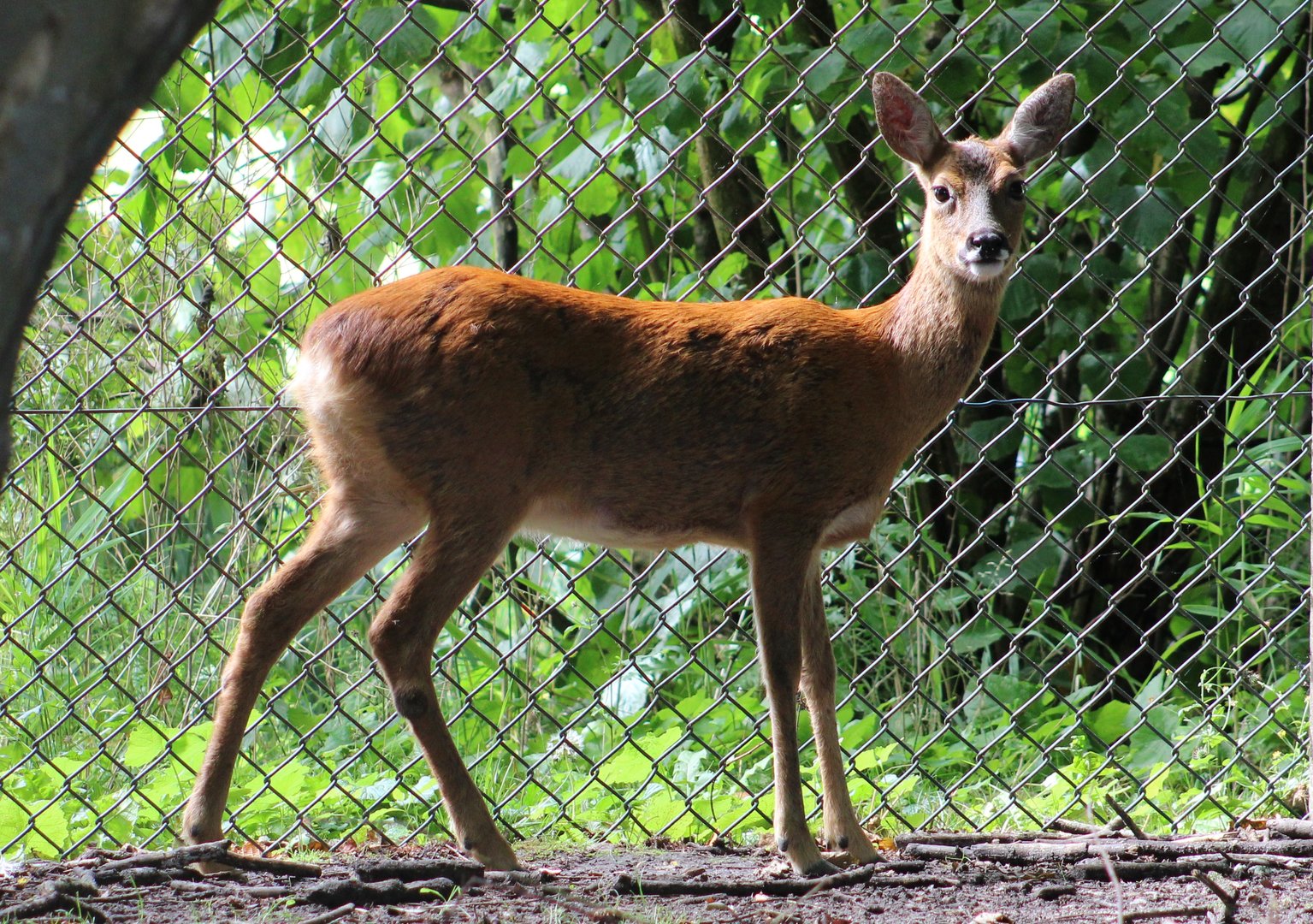 Roe deer