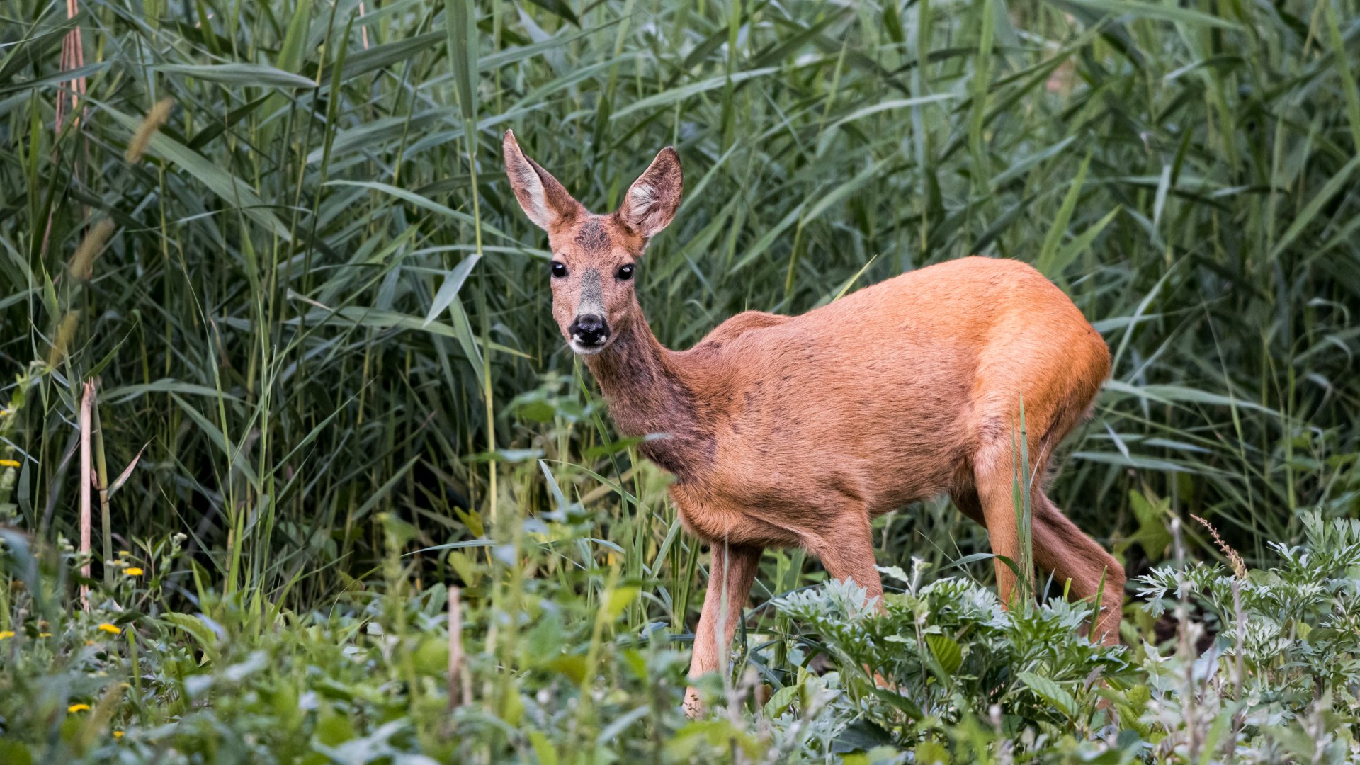 Roe deer