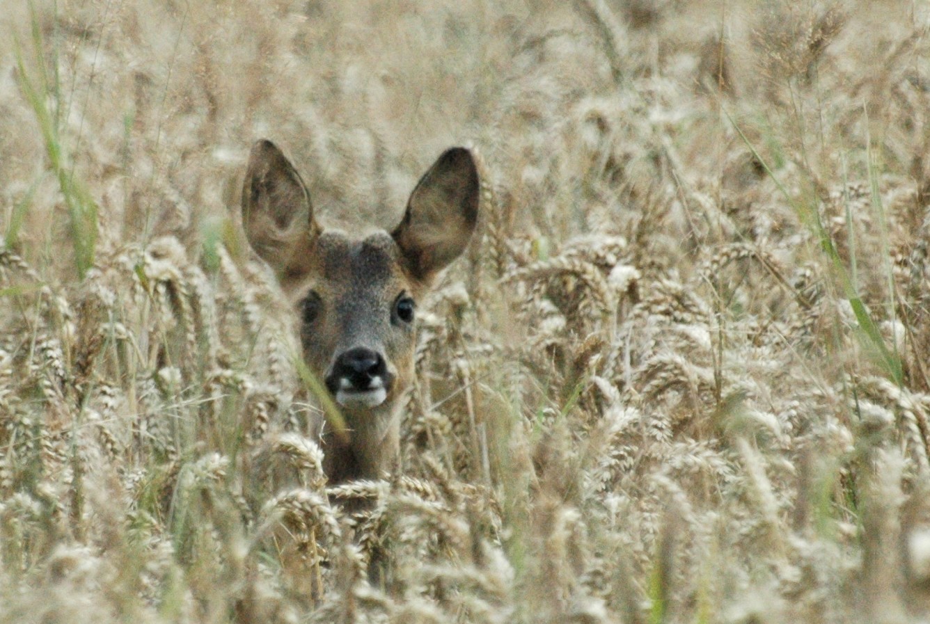 Roe Deer