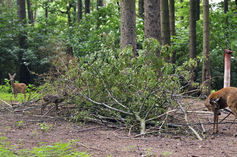 Roe deers at Wildpark Schwarze Berge