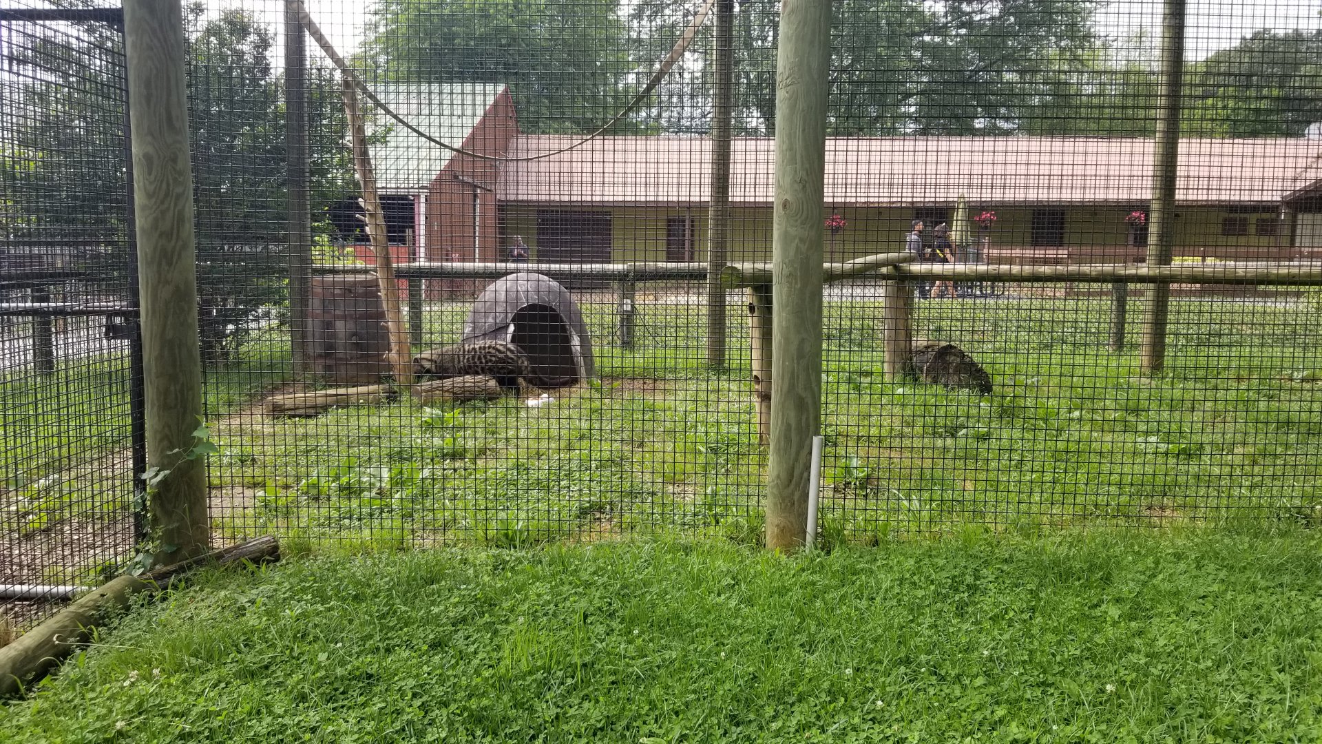 Roer's Zoofari - African civet, adult female