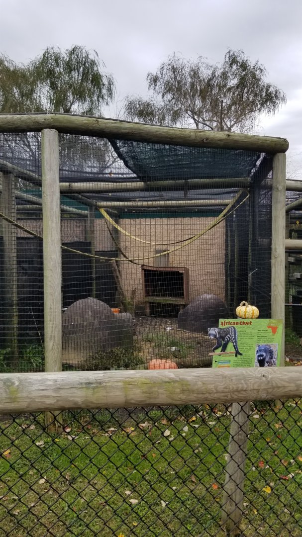 Roer's Zoofari - African Civet exhibit (formerly red ruffed lemur)
